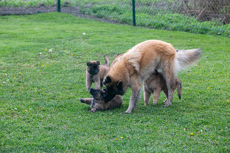 Xena met pups